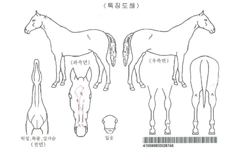 Èñ¸ÁºÏ¼Ò¸®ÀÚ¸¶ÀÇ Ãø¸é,¿ì¸é,µÞ¸é,µÎ»ó,´Ù¸®ÀÇ Æ¯Â¡µµÇØ