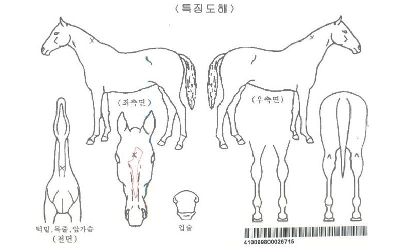 ¾Æ³ÊµåÀÚ¸¶ÀÇ Ãø¸é,¿ì¸é,µÞ¸é,µÎ»ó,´Ù¸®ÀÇ Æ¯Â¡µµÇØ