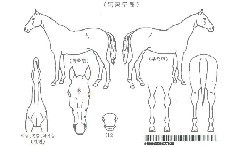 ¾ÆÄÉÀÚÀÚ¸¶ÀÇ Ãø¸é,¿ì¸é,µÞ¸é,µÎ»ó,´Ù¸®ÀÇ Æ¯Â¡µµÇØ