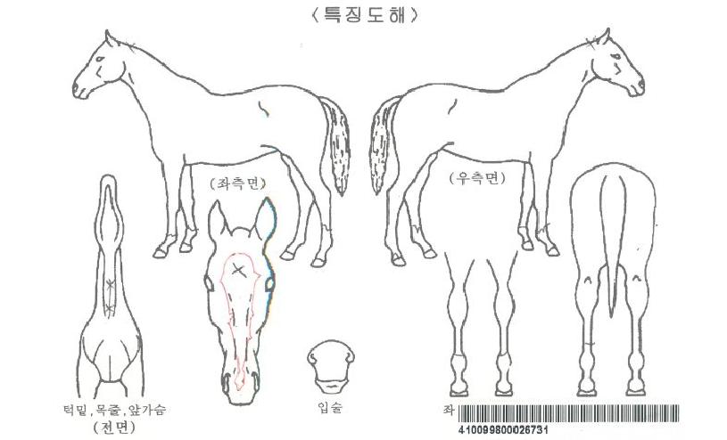 »çÁ¦ºÒÀÌÀÚ¸¶ÀÇ Ãø¸é,¿ì¸é,µÞ¸é,µÎ»ó,´Ù¸®ÀÇ Æ¯Â¡µµÇØ