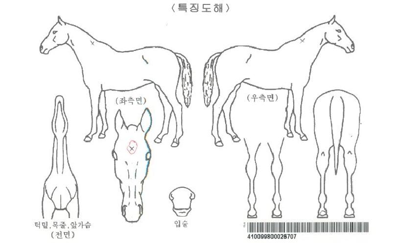 �������������ڸ��� ����,���,�޸�,�λ�,�ٸ��� Ư¡����