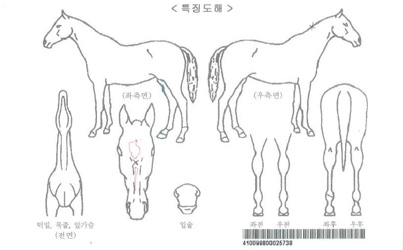 ´í½ÌºñÄ«ÀÚ¸¶ÀÇ Ãø¸é,¿ì¸é,µÞ¸é,µÎ»ó,´Ù¸®ÀÇ Æ¯Â¡µµÇØ