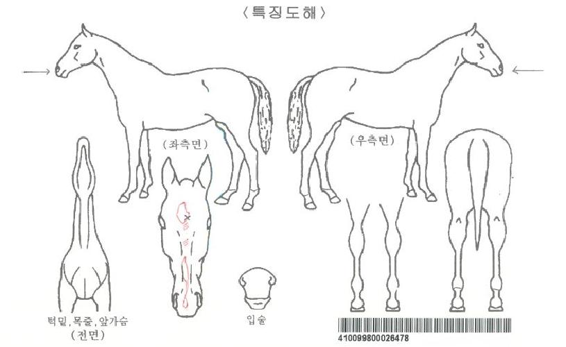 ÄèÇÑź»ýÀÚ¸¶ÀÇ Ãø¸é,¿ì¸é,µÞ¸é,µÎ»ó,´Ù¸®ÀÇ Æ¯Â¡µµÇØ