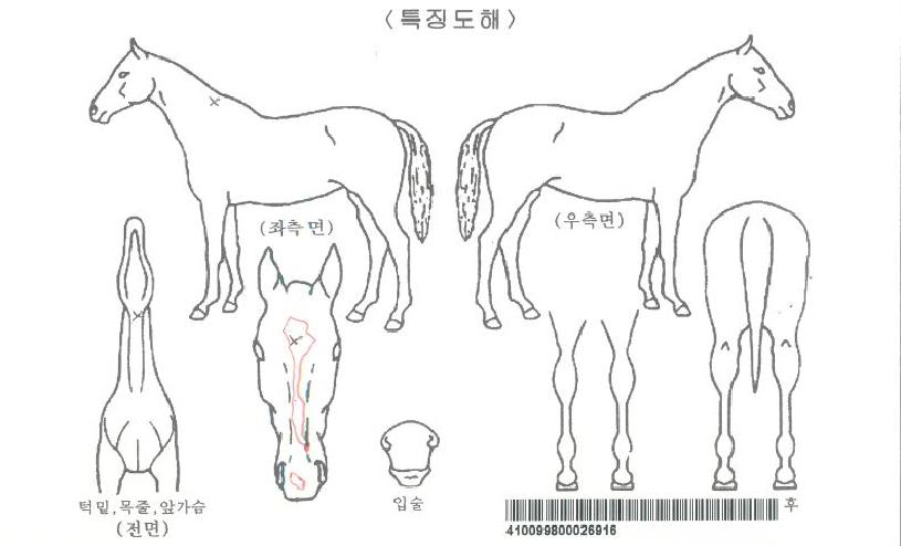 �ؿ��ٴ��ڸ��� ����,���,�޸�,�λ�,�ٸ��� Ư¡����