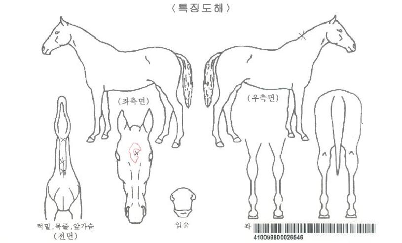 ĳ������ ����,���,�޸�,�λ�,�ٸ��� Ư¡����