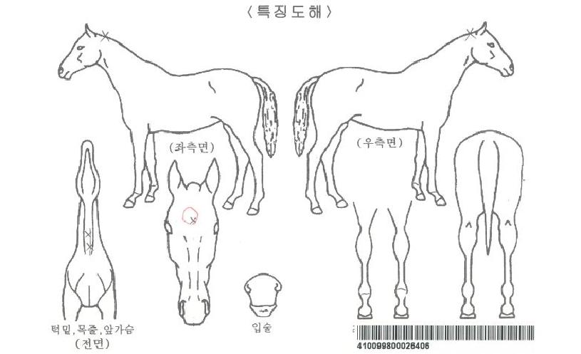 ���ʷ��ڸ��� ����,���,�޸�,�λ�,�ٸ��� Ư¡����