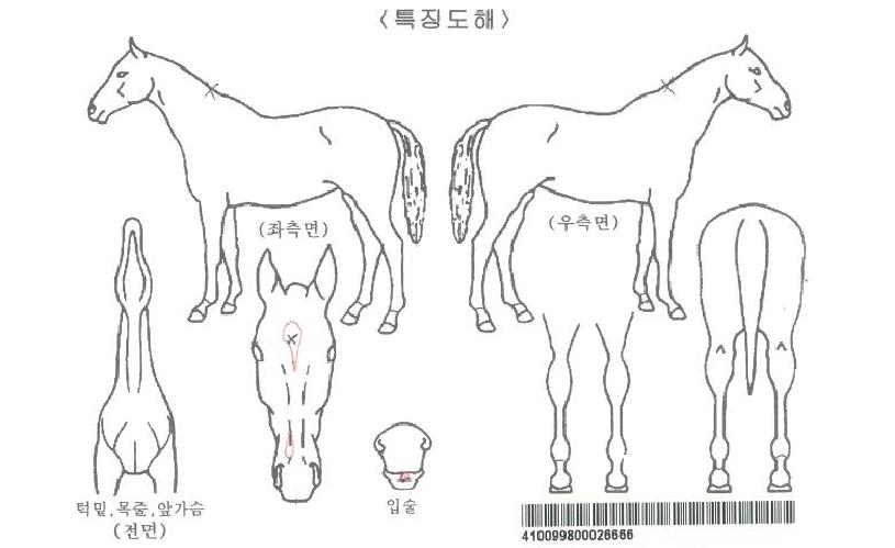 �̽ʳ⵿���� ����,���,�޸�,�λ�,�ٸ��� Ư¡����