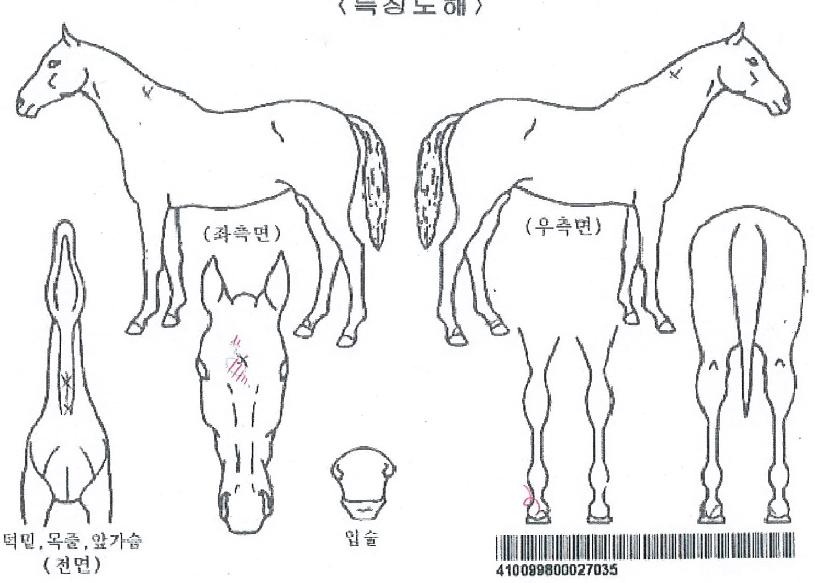 Çï·ÎÈú´ÙÀÇ Ãø¸é,¿ì¸é,µÞ¸é,µÎ»ó,´Ù¸®ÀÇ Æ¯Â¡µµÇØ