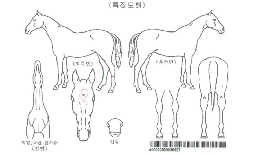 Ç÷θ®´ÙÆÄ¿öÀÚ¸¶ÀÇ Ãø¸é,¿ì¸é,µÞ¸é,µÎ»ó,´Ù¸®ÀÇ Æ¯Â¡µµÇØ