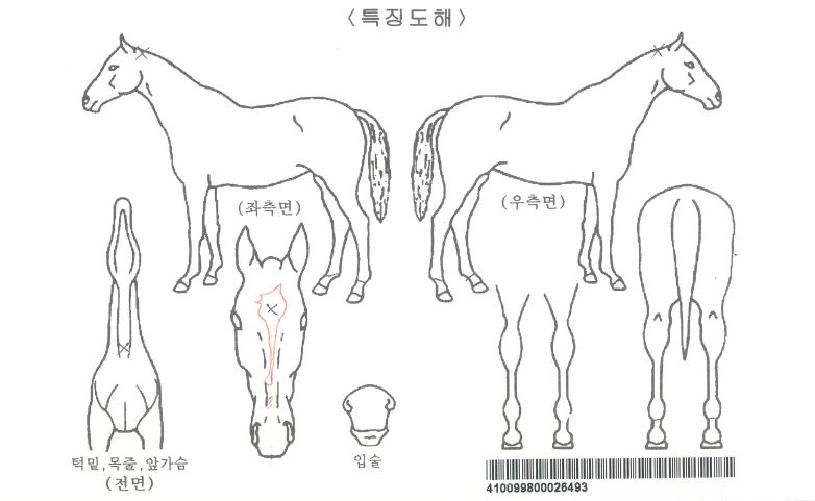 ·ÎÁî¶óÀÎÀÚ¸¶ÀÇ Ãø¸é,¿ì¸é,µÞ¸é,µÎ»ó,´Ù¸®ÀÇ Æ¯Â¡µµÇØ