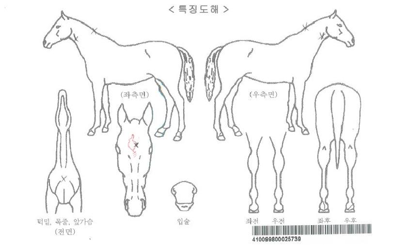 �÷��ӿ��Ǽ��ڸ��� ����,���,�޸�,�λ�,�ٸ��� Ư¡����