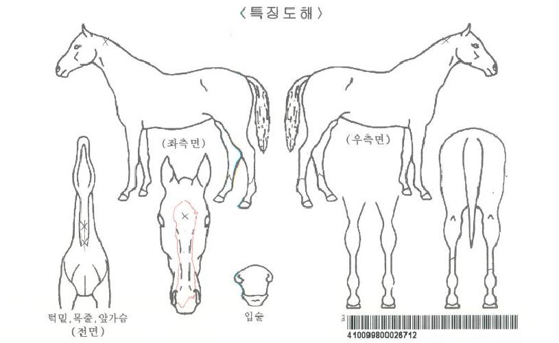 Åõ¾îÄ·ÇÁÀÚ¸¶ÀÇ Ãø¸é,¿ì¸é,µÞ¸é,µÎ»ó,´Ù¸®ÀÇ Æ¯Â¡µµÇØ