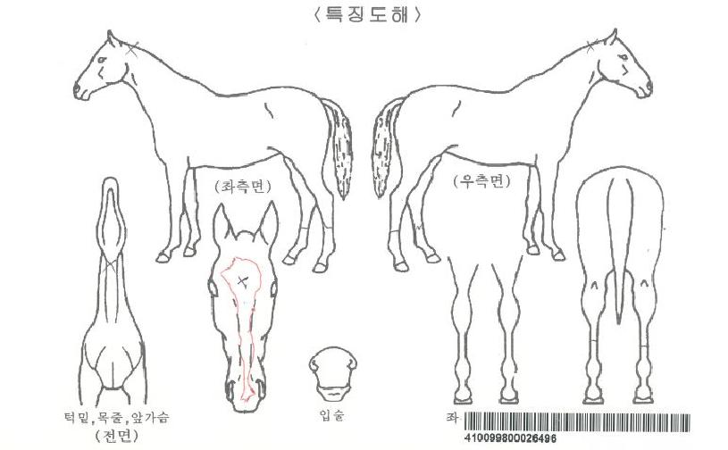 ·Î¿ÆÄÅ©ÀÚ¸¶ÀÇ Ãø¸é,¿ì¸é,µÞ¸é,µÎ»ó,´Ù¸®ÀÇ Æ¯Â¡µµÇØ