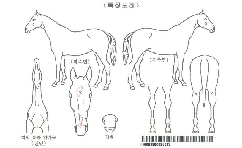 �Ŀ�Ǯ�̽����ڸ��� ����,���,�޸�,�λ�,�ٸ��� Ư¡����