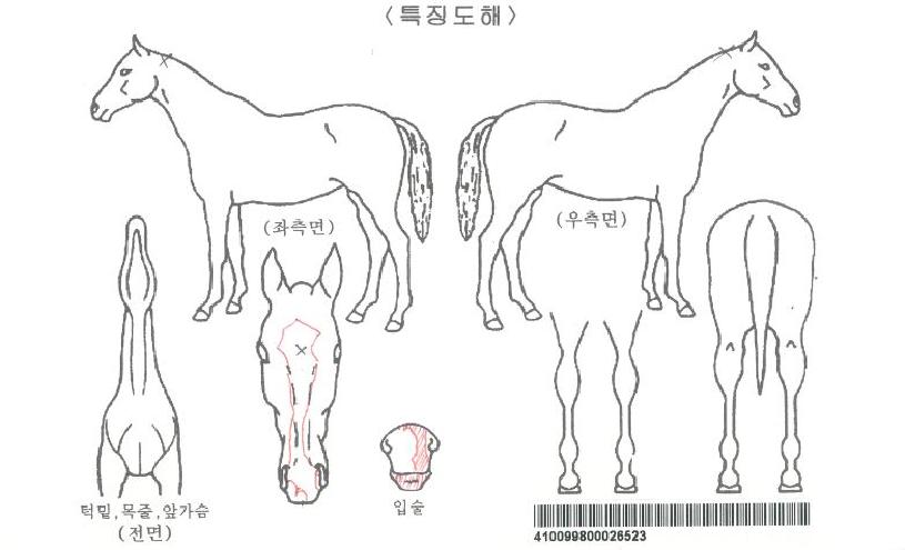 ¿ëºñõ¸¶ÀÇ Ãø¸é,¿ì¸é,µÞ¸é,µÎ»ó,´Ù¸®ÀÇ Æ¯Â¡µµÇØ