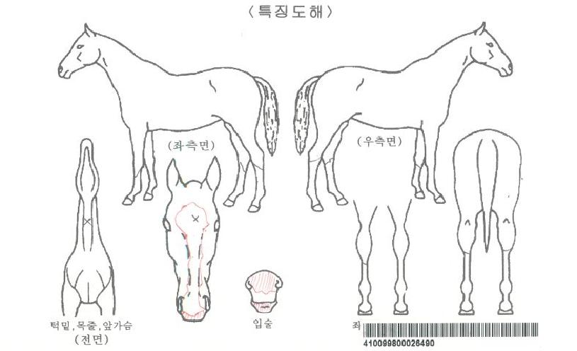 ¿ÂÅéÀÇ Ãø¸é,¿ì¸é,µÞ¸é,µÎ»ó,´Ù¸®ÀÇ Æ¯Â¡µµÇØ