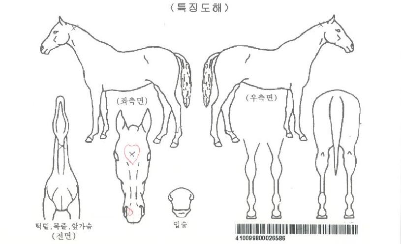 �����̵���ڸ��� ����,���,�޸�,�λ�,�ٸ��� Ư¡����