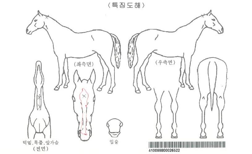 ÅõÀ©ÀÇ Ãø¸é,¿ì¸é,µÞ¸é,µÎ»ó,´Ù¸®ÀÇ Æ¯Â¡µµÇØ