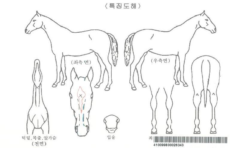 ·°Å°¹ÂÁ÷ÀÚ¸¶ÀÇ Ãø¸é,¿ì¸é,µÞ¸é,µÎ»ó,´Ù¸®ÀÇ Æ¯Â¡µµÇØ