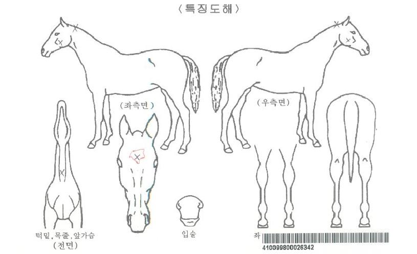 ´ºÆÄÆ®³ÊÀÚ¸¶ÀÇ Ãø¸é,¿ì¸é,µÞ¸é,µÎ»ó,´Ù¸®ÀÇ Æ¯Â¡µµÇØ