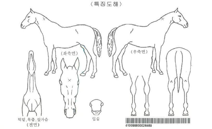 ���ī�����ڸ��� ����,���,�޸�,�λ�,�ٸ��� Ư¡����