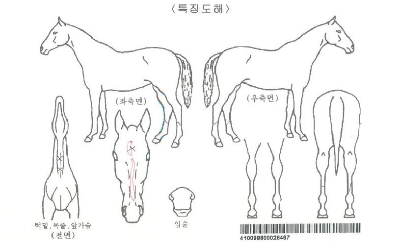 ÅüºíÀÚ¸¶ÀÇ Ãø¸é,¿ì¸é,µÞ¸é,µÎ»ó,´Ù¸®ÀÇ Æ¯Â¡µµÇØ