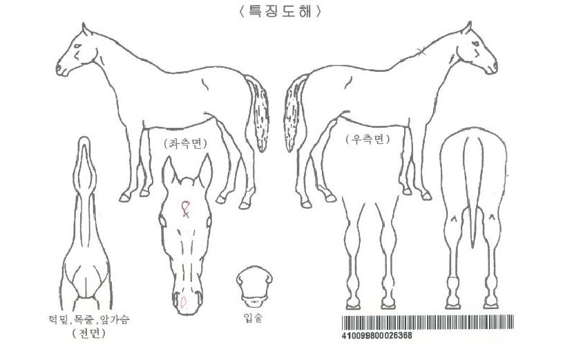 ÆÄÀ̳ΰÉÀÚ¸¶ÀÇ Ãø¸é,¿ì¸é,µÞ¸é,µÎ»ó,´Ù¸®ÀÇ Æ¯Â¡µµÇØ