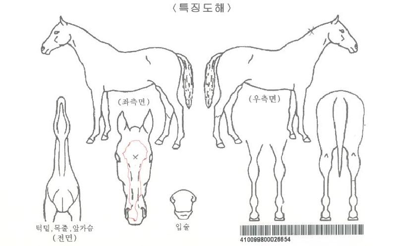 �������庣�̺����ڸ��� ����,���,�޸�,�λ�,�ٸ��� Ư¡����