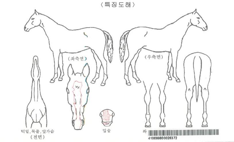 ºòÅ丮ºê¶ó¿îÀÚ¸¶ÀÇ Ãø¸é,¿ì¸é,µÞ¸é,µÎ»ó,´Ù¸®ÀÇ Æ¯Â¡µµÇØ