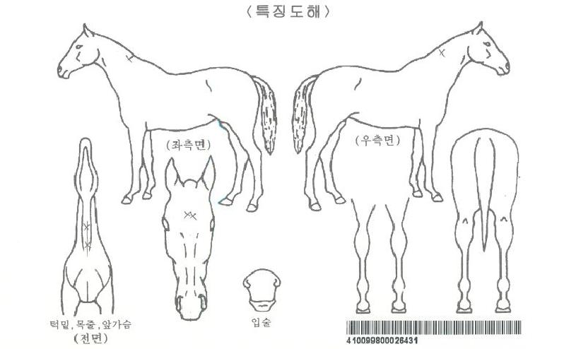 ����м��ڸ��� ����,���,�޸�,�λ�,�ٸ��� Ư¡����