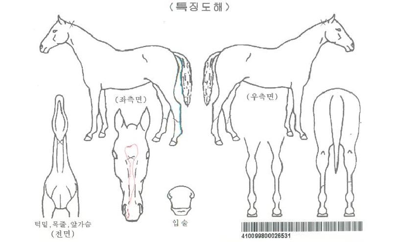 ¸Þ´Ïü¸®ÀÚ¸¶ÀÇ Ãø¸é,¿ì¸é,µÞ¸é,µÎ»ó,´Ù¸®ÀÇ Æ¯Â¡µµÇØ