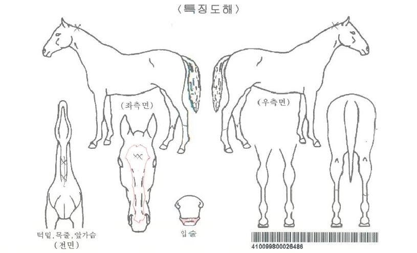 ·±´øÄáÄÚµåÀÇ Ãø¸é,¿ì¸é,µÞ¸é,µÎ»ó,´Ù¸®ÀÇ Æ¯Â¡µµÇØ