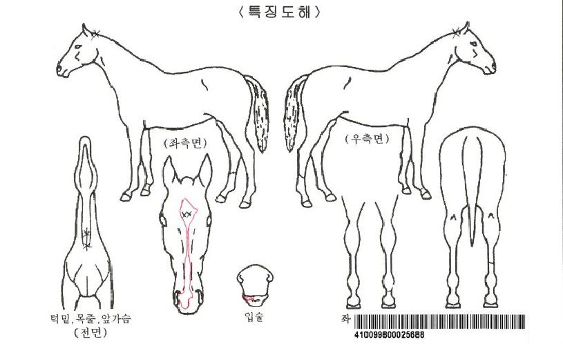 ¼¿ïÄýÀÚ¸¶ÀÇ Ãø¸é,¿ì¸é,µÞ¸é,µÎ»ó,´Ù¸®ÀÇ Æ¯Â¡µµÇØ