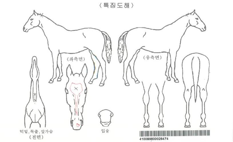 ½ºÄ®·¿À§Ä¡ÀÚ¸¶ÀÇ Ãø¸é,¿ì¸é,µÞ¸é,µÎ»ó,´Ù¸®ÀÇ Æ¯Â¡µµÇØ