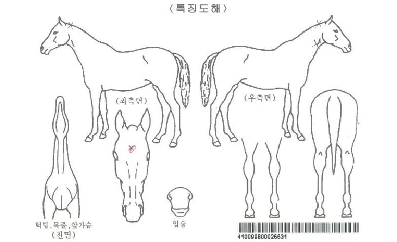 ¾Æµ¨½ºÆÄÀÌÅ©ÀÚ¸¶ÀÇ Ãø¸é,¿ì¸é,µÞ¸é,µÎ»ó,´Ù¸®ÀÇ Æ¯Â¡µµÇØ