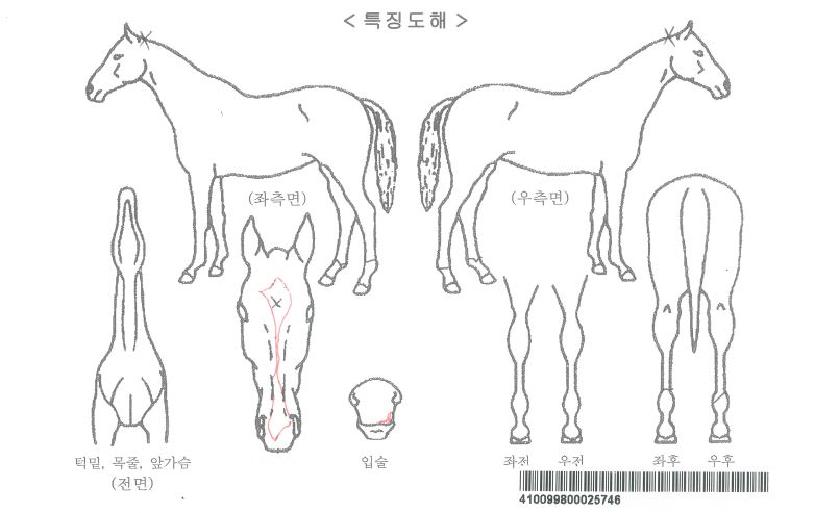 ÇѶóȲÈÄÀÚ¸¶ÀÇ Ãø¸é,¿ì¸é,µÞ¸é,µÎ»ó,´Ù¸®ÀÇ Æ¯Â¡µµÇØ