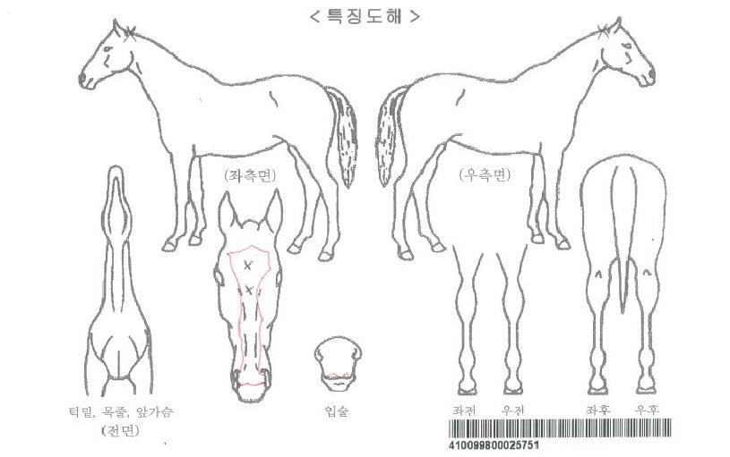 ·°¼Å¸®ÇØÇÇÀÚ¸¶ÀÇ Ãø¸é,¿ì¸é,µÞ¸é,µÎ»ó,´Ù¸®ÀÇ Æ¯Â¡µµÇØ