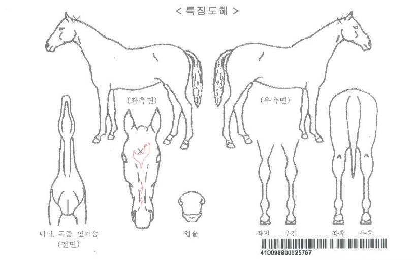 °öµûÀÚ¸¶ÀÇ Ãø¸é,¿ì¸é,µÞ¸é,µÎ»ó,´Ù¸®ÀÇ Æ¯Â¡µµÇØ