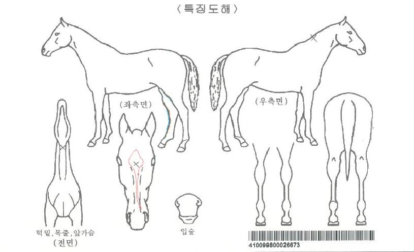 ´ë»ê¿©Á¦ÀÚ¸¶ÀÇ Ãø¸é,¿ì¸é,µÞ¸é,µÎ»ó,´Ù¸®ÀÇ Æ¯Â¡µµÇØ