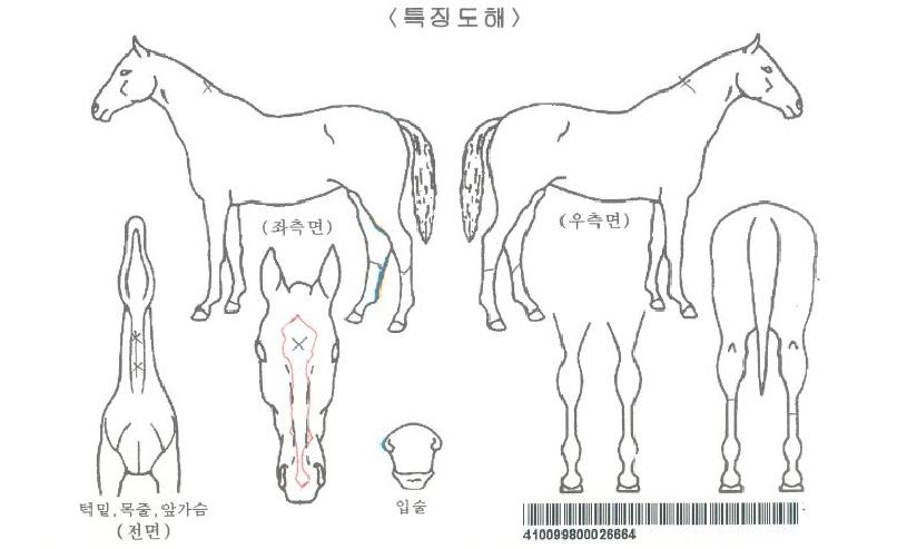 ÃÖ°íºñ½½ÀÚ¸¶ÀÇ Ãø¸é,¿ì¸é,µÞ¸é,µÎ»ó,´Ù¸®ÀÇ Æ¯Â¡µµÇØ