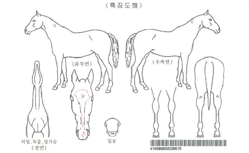 ij½ºÅÍÀÚ¸¶ÀÇ Ãø¸é,¿ì¸é,µÞ¸é,µÎ»ó,´Ù¸®ÀÇ Æ¯Â¡µµÇØ