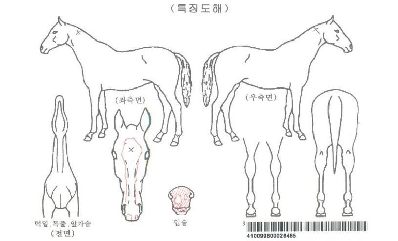 °¥¶óµå¸®¿¤Áî¶óÀÕÀÚ¸¶ÀÇ Ãø¸é,¿ì¸é,µÞ¸é,µÎ»ó,´Ù¸®ÀÇ Æ¯Â¡µµÇØ