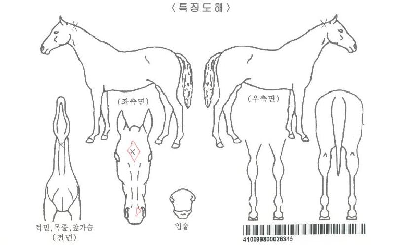 ÇìÀÌÄýÀÚ¸¶ÀÇ Ãø¸é,¿ì¸é,µÞ¸é,µÎ»ó,´Ù¸®ÀÇ Æ¯Â¡µµÇØ