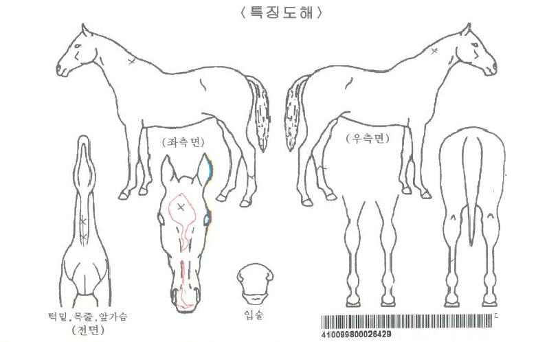 �����׸��ڸ��� ����,���,�޸�,�λ�,�ٸ��� Ư¡����