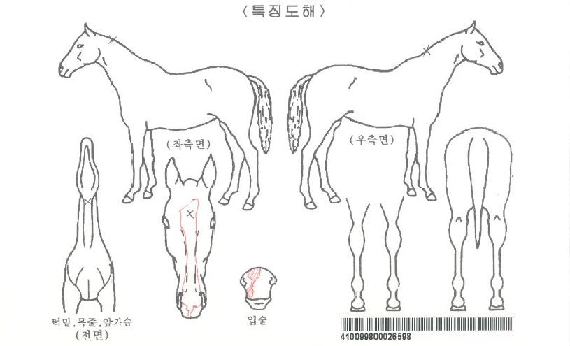 ¿ø´õǮƮ·ç½ºÀÚ¸¶ÀÇ Ãø¸é,¿ì¸é,µÞ¸é,µÎ»ó,´Ù¸®ÀÇ Æ¯Â¡µµÇØ