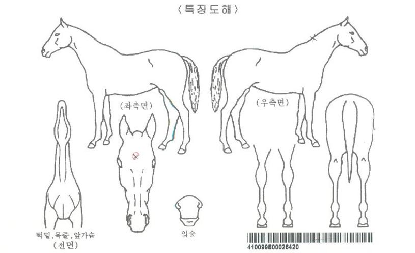 ÆÄÀÚ¸¶¸¶¸¶ÀÚ¸¶ÀÇ Ãø¸é,¿ì¸é,µÞ¸é,µÎ»ó,´Ù¸®ÀÇ Æ¯Â¡µµÇØ