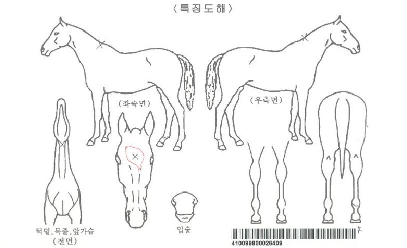 ī�к����̵��ڸ��� ����,���,�޸�,�λ�,�ٸ��� Ư¡����