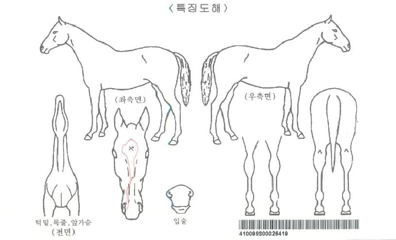 ¸¶¹ÌÀ§ÁîÀÚ¸¶ÀÇ Ãø¸é,¿ì¸é,µÞ¸é,µÎ»ó,´Ù¸®ÀÇ Æ¯Â¡µµÇØ