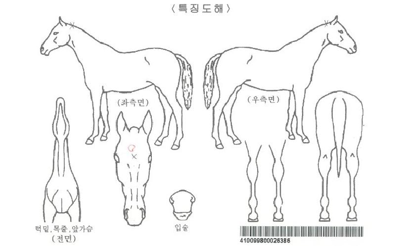 ¶ó¾ËǪÀÚ¶óÀÚ¸¶ÀÇ Ãø¸é,¿ì¸é,µÞ¸é,µÎ»ó,´Ù¸®ÀÇ Æ¯Â¡µµÇØ