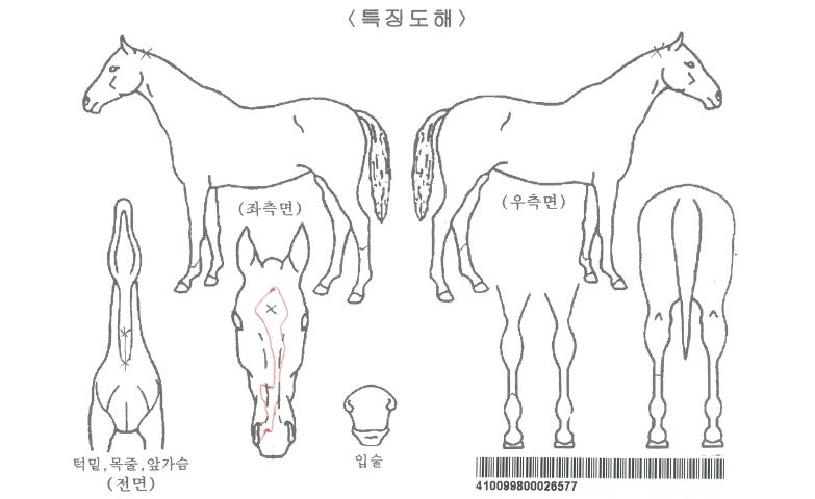 ¸®¸â¹ö¹Ì¿Ã¿þÀÌÁîÀÚ¸¶ÀÇ Ãø¸é,¿ì¸é,µÞ¸é,µÎ»ó,´Ù¸®ÀÇ Æ¯Â¡µµÇØ